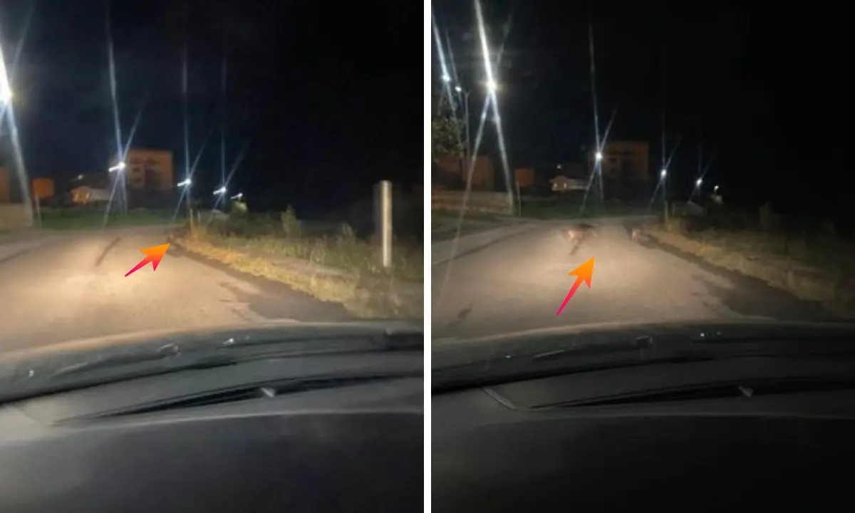 Vibo, cinghiali a spasso per il popoloso quartiere Affaccio: il video
