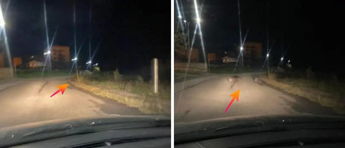 Vibo, cinghiali a spasso per il popoloso quartiere Affaccio: il video