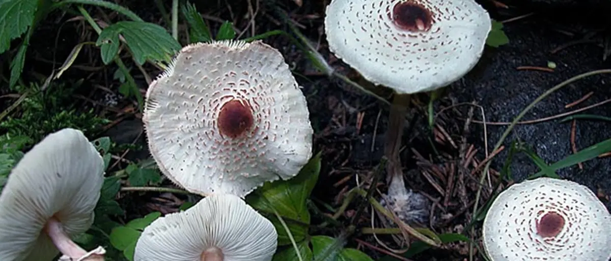 Intossicazione da funghi ad Acquaro, grave una donna ricoverata in ospedale