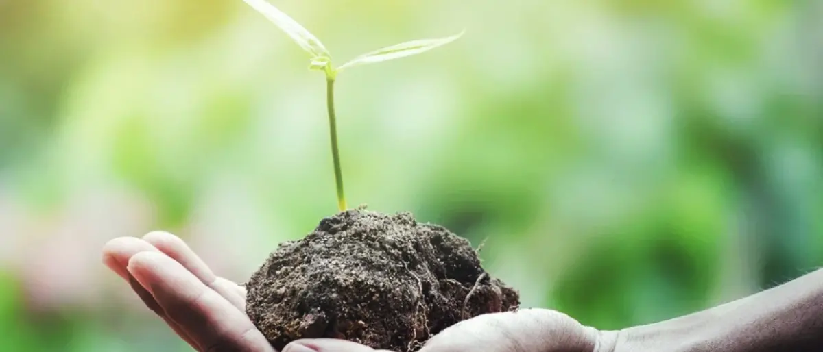 Festa dell’albero, a Tropea verranno messe a dimora 100 piantine