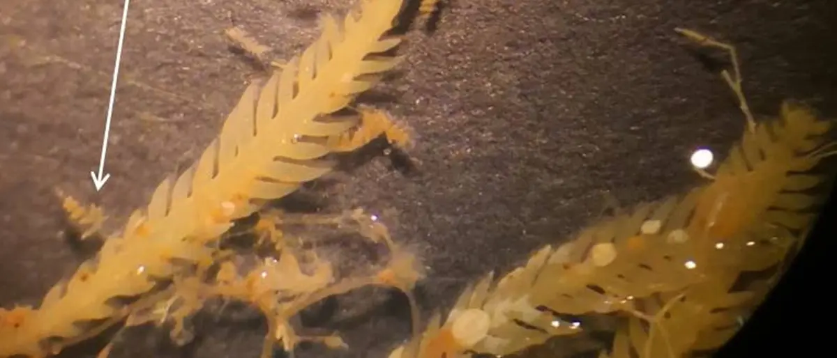 Capo Vaticano, rinvenuta una nuova alga: attivata la direzione scientifica dell’Arpacal