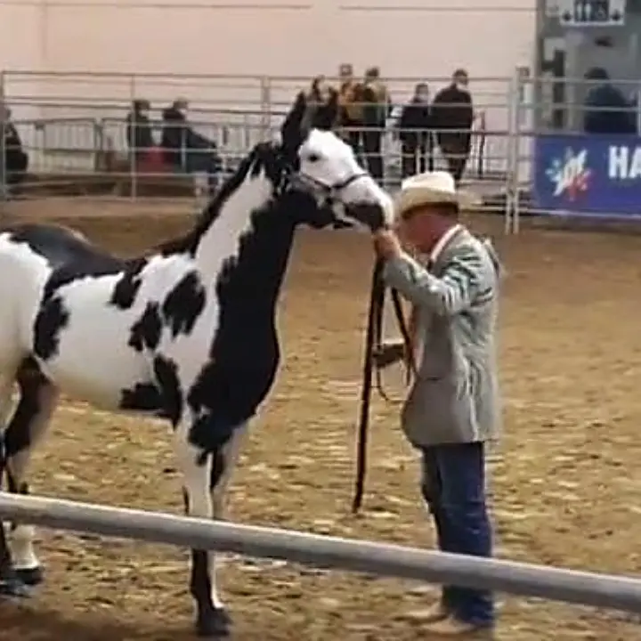 Fiera dei cavalli, gli imprenditori delle Serre vibonesi premiati a Verona