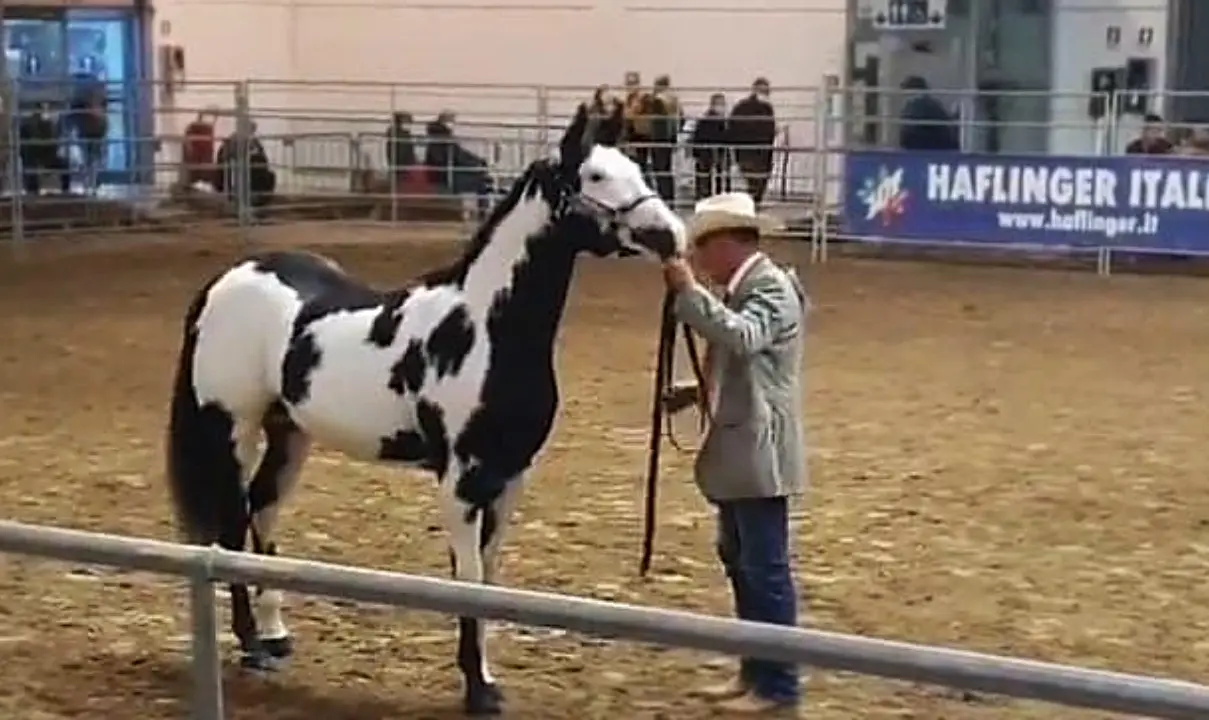 Fiera dei cavalli, gli imprenditori delle Serre vibonesi premiati a Verona