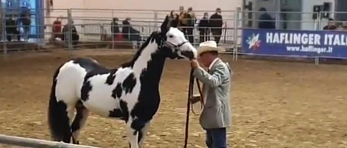 Fiera dei cavalli, gli imprenditori delle Serre vibonesi premiati a Verona