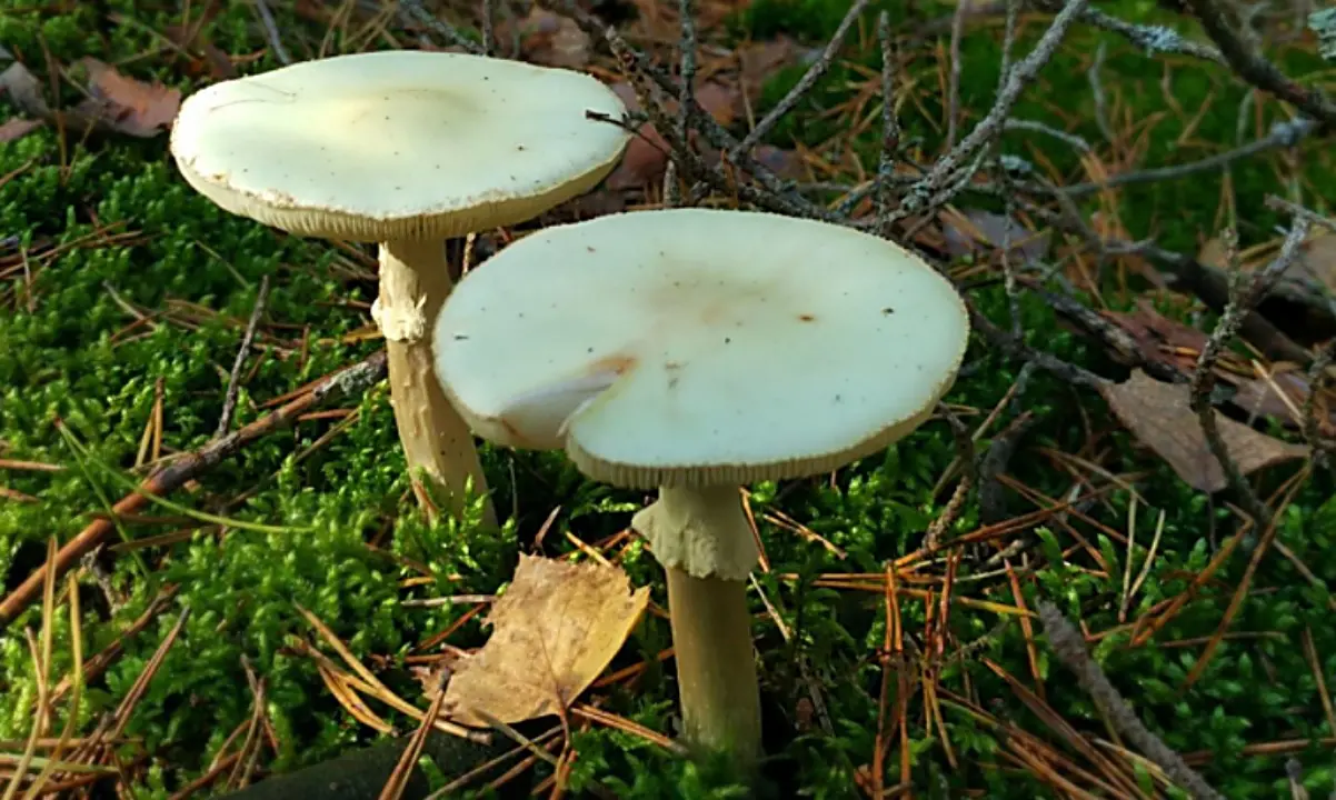 Mangia funghi velenosi, gravissima 61enne del Cosentino