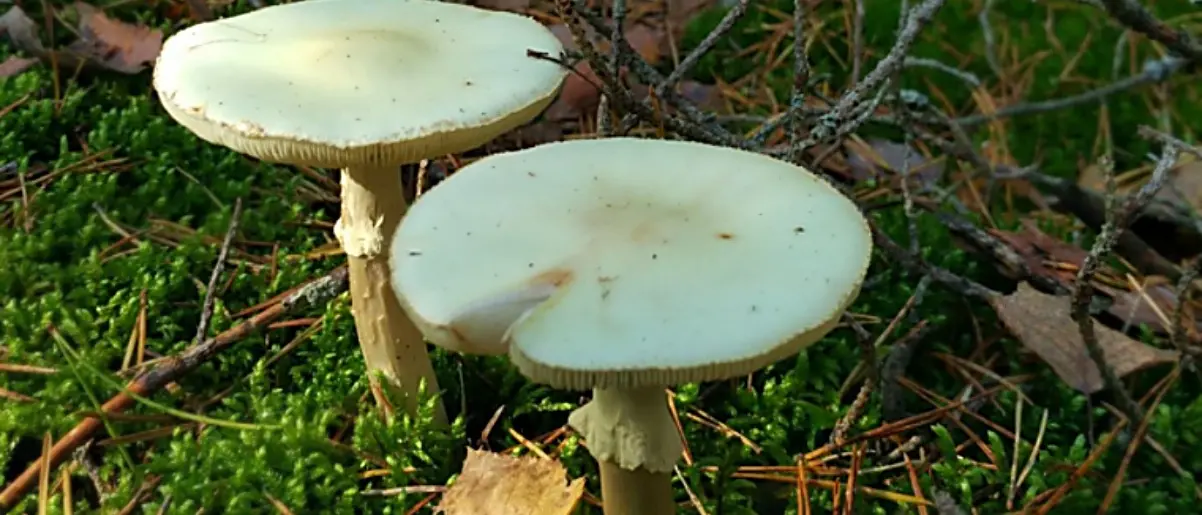 Mangia funghi velenosi, gravissima 61enne del Cosentino