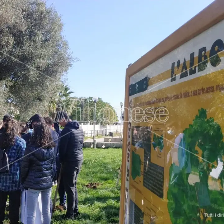 Giornata degli alberi a Vibo: «Si può conoscere e ammirare la natura anche restando in città»