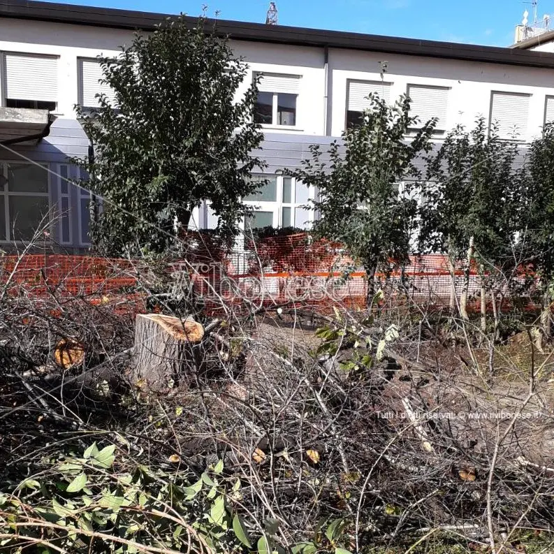 Scempio all’ospedale di Vibo: abbattuti gli alberi del giardino di ingresso