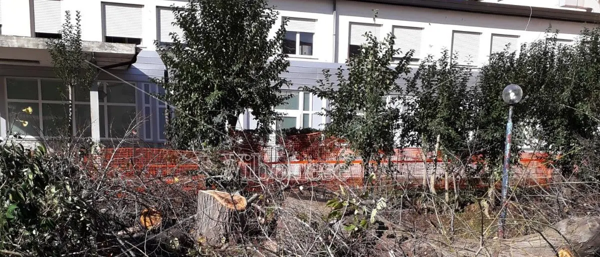 Scempio all’ospedale di Vibo: abbattuti gli alberi del giardino di ingresso