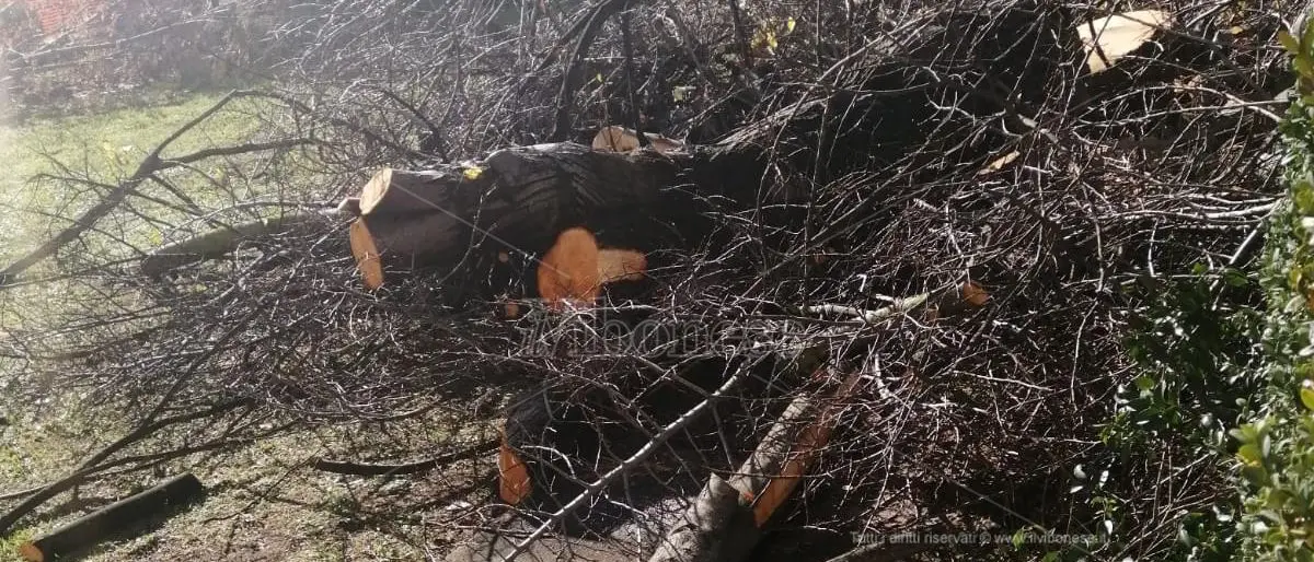 Verde cancellato a colpi di motosega all’ospedale di Vibo, continua l’indignazione