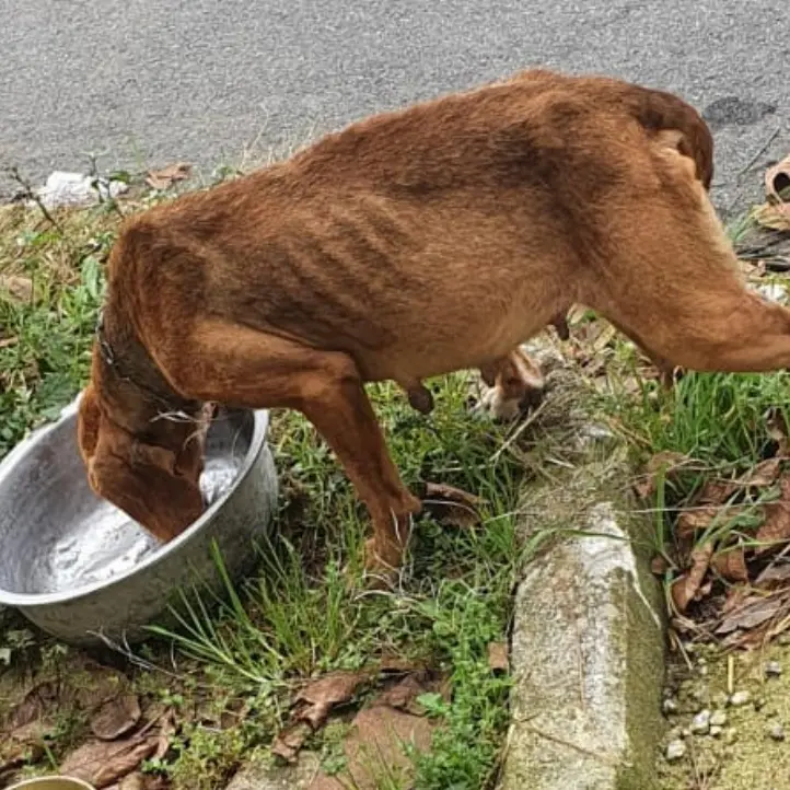 Cane accalappiato muore dopo pochi giorni, le associazioni animaliste: «Serve autopsia»