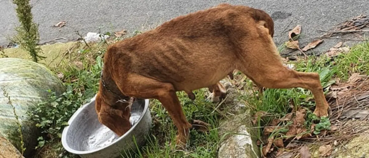 Cane accalappiato muore dopo pochi giorni, le associazioni animaliste: «Serve autopsia»