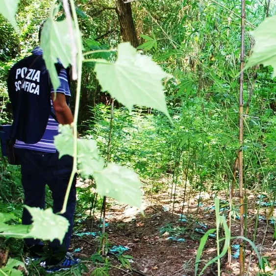 Scoperte ventimila piantine di marijuana. Maxi sequestro a Dinami
