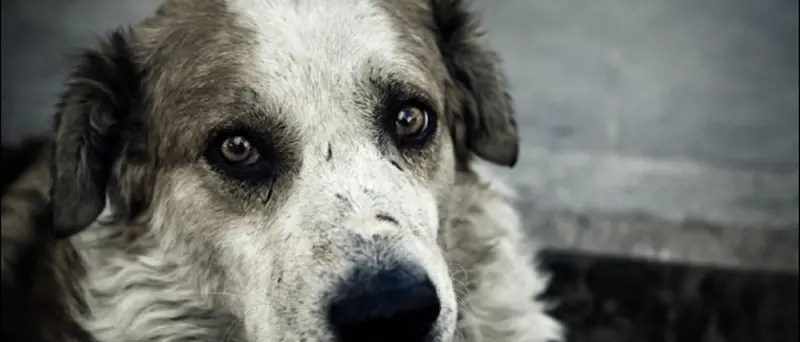 Randagismo, le associazioni animaliste si appellano al prefetto