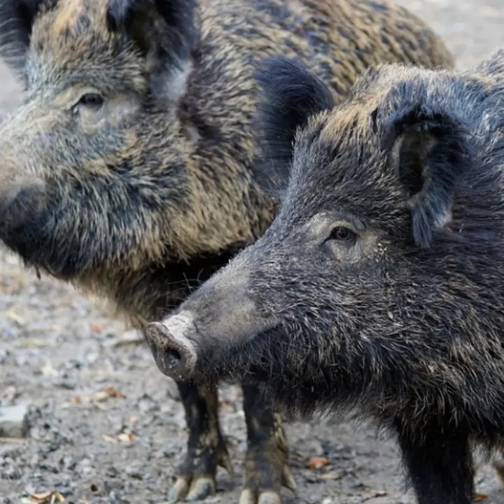 Emergenza cinghiali in Calabria, Barilaro: «Dalla Regione la giusta attenzione»