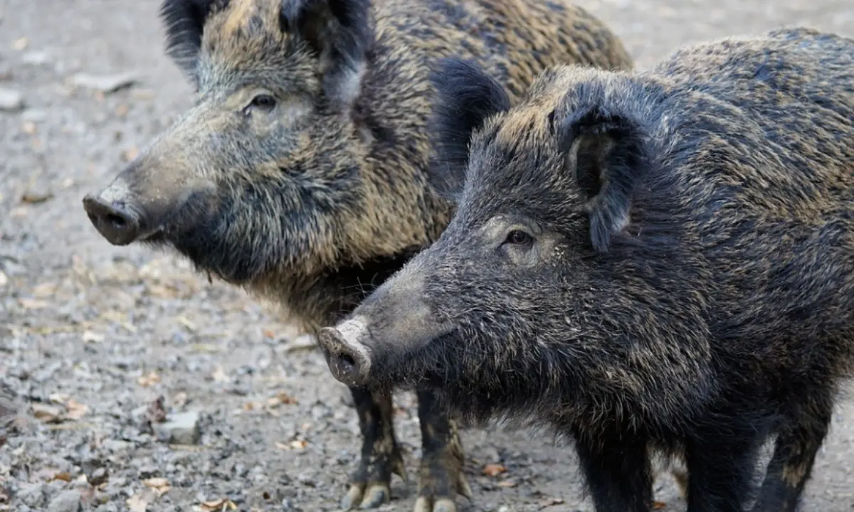 Emergenza cinghiali, l’allarme del Movimento territorio e agricoltura: «Una piaga fuori controllo»
