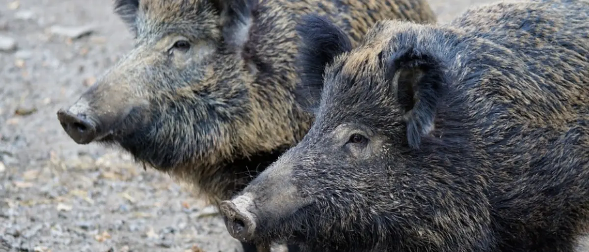 Cinghiali, la Regione proroga la caccia fino al 30 gennaio: «Andiamo incontro a esigenze del mondo agricolo»