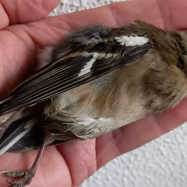 Fringuelli abbattuti nelle Serre, il Wwf Vibo-Vallata dello Stilaro: «Più controlli»