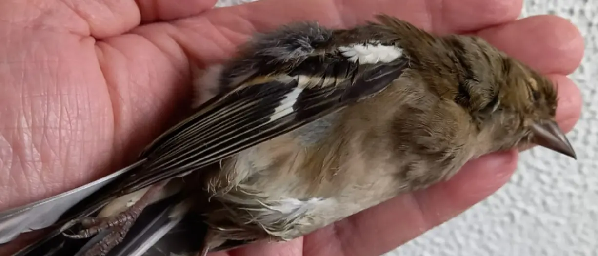 Fringuelli abbattuti nelle Serre, il Wwf Vibo-Vallata dello Stilaro: «Più controlli»