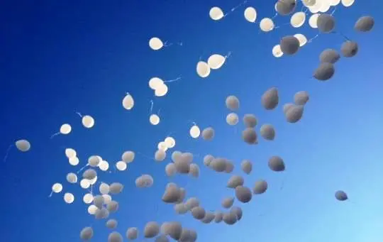 A Maierato l'ultimo saluto a Benedetto Bilotta