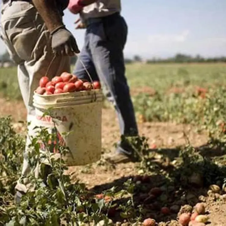 Sfruttavano lavoratori nel Catanzarese, eseguite 13 misure cautelari