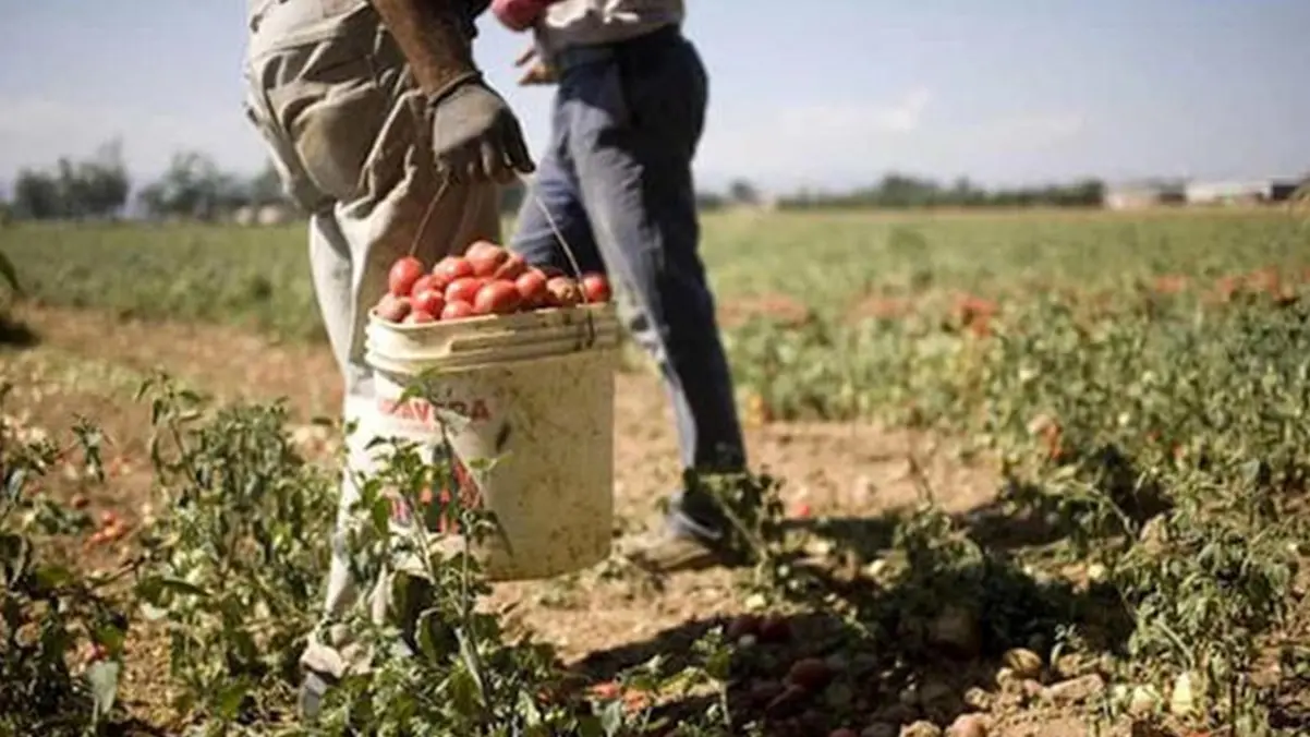 Braccianti al lavoro in una immagine del 14 giugno 2019. ANSA/ QUOTIDIANO DEL SUD