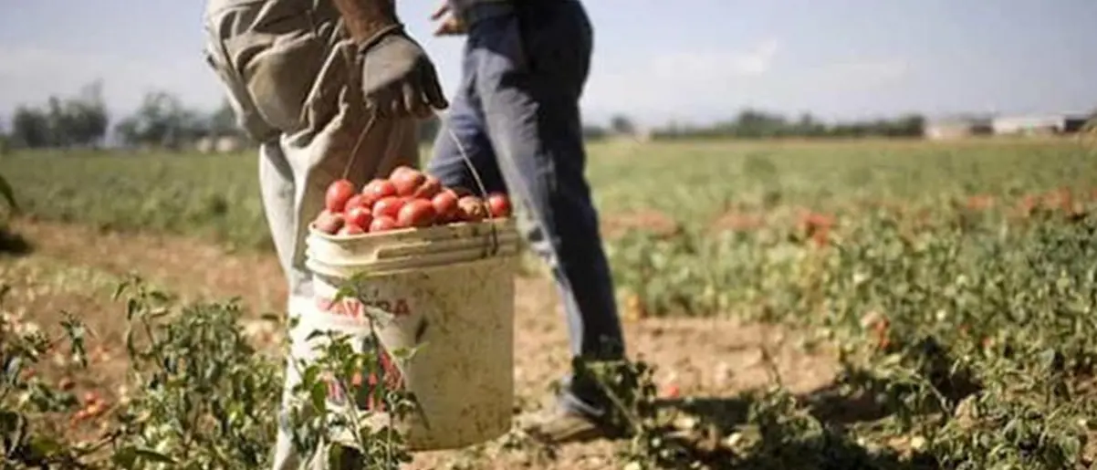 Niente lavoro nei campi e nei cantieri durante le ore più calde della giornata: l’ordinanza di Occhiuto