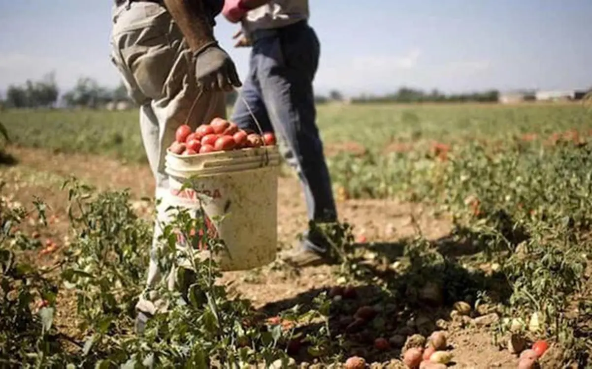 Braccianti al lavoro in una immagine del 14 giugno 2019. ANSA/ QUOTIDIANO DEL SUD
