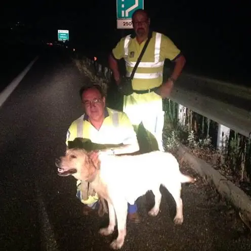 Onofrio, il labrador salvato sulla Salerno-Reggio dai cantonieri