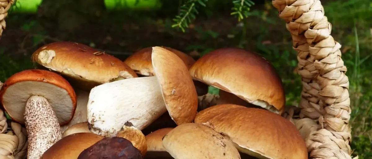 Escursioni, degustazioni e mostre: a Serra San Bruno torna la festa del fungo