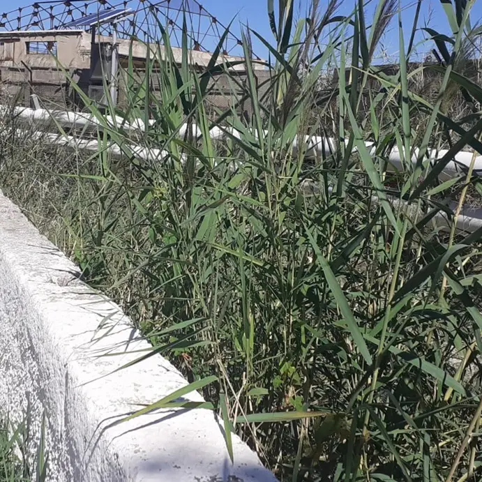 Vibo Marina, De Pinto (Lega): «Fosso La Badessa un rischio per la popolazione»