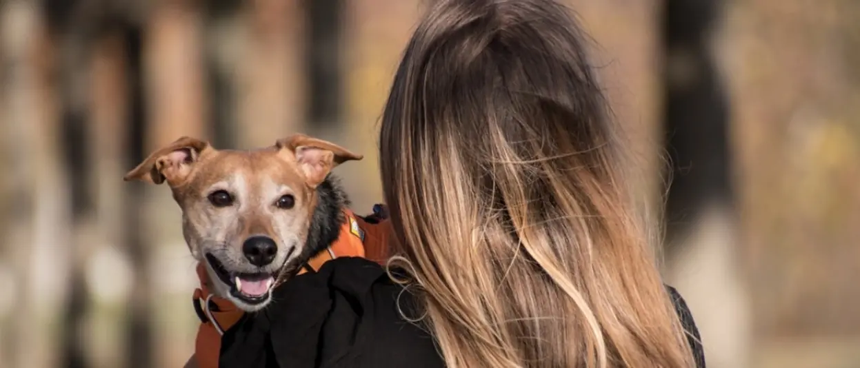 Microchip gratuito per cani, l'iniziativa fa tappa a Vibo e in provincia