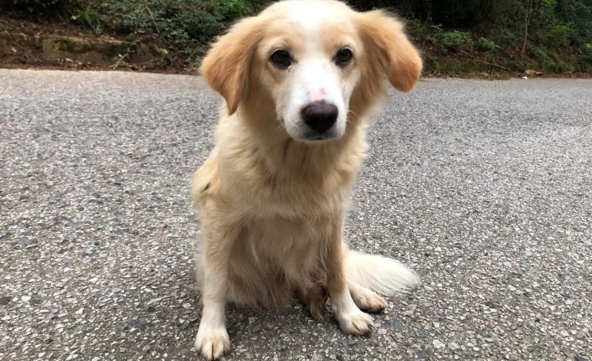 Lotta al randagismo e adozioni: nasce l’associazione \"Balzoo Serra San Bruno\"