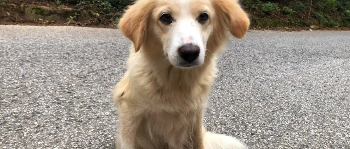 Lotta al randagismo e adozioni: nasce l’associazione \"Balzoo Serra San Bruno\"