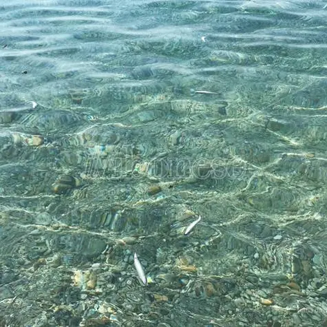 Moria di pesci e meduse a Pizzo, Paolillo (Wwf): «Il caldo non c’entra, bisogna indagare» - Video