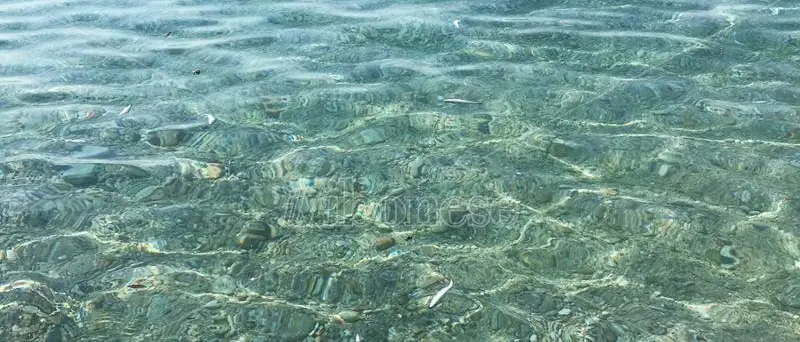 Moria di pesci e meduse a Pizzo, Paolillo (Wwf): «Il caldo non c’entra, bisogna indagare» - Video