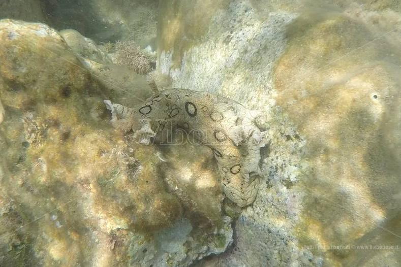 Dall Atlantico Al Tirreno La Rara Lepre Di Mare Dagli Anelli Avvistata dall-atlantico-al-tirreno-la-rara-lepre-di-mare-dagli-anelli-avvistata