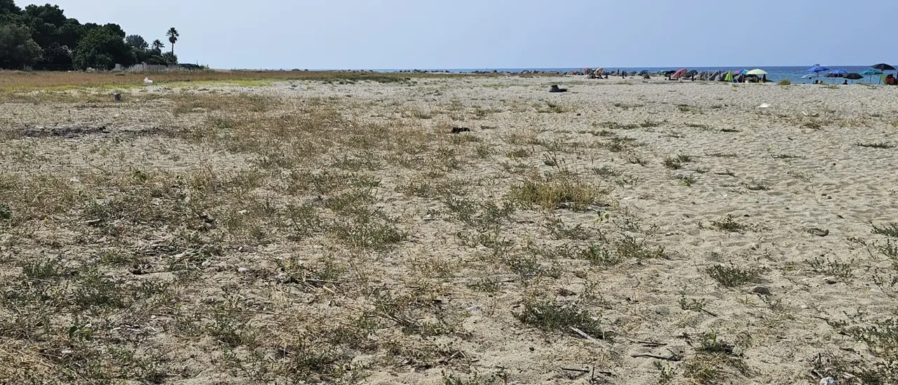 Pulizia spiaggia a Bivona, Calzone (Wwf Calabria): «Le piante infestanti devono essere rimosse»
