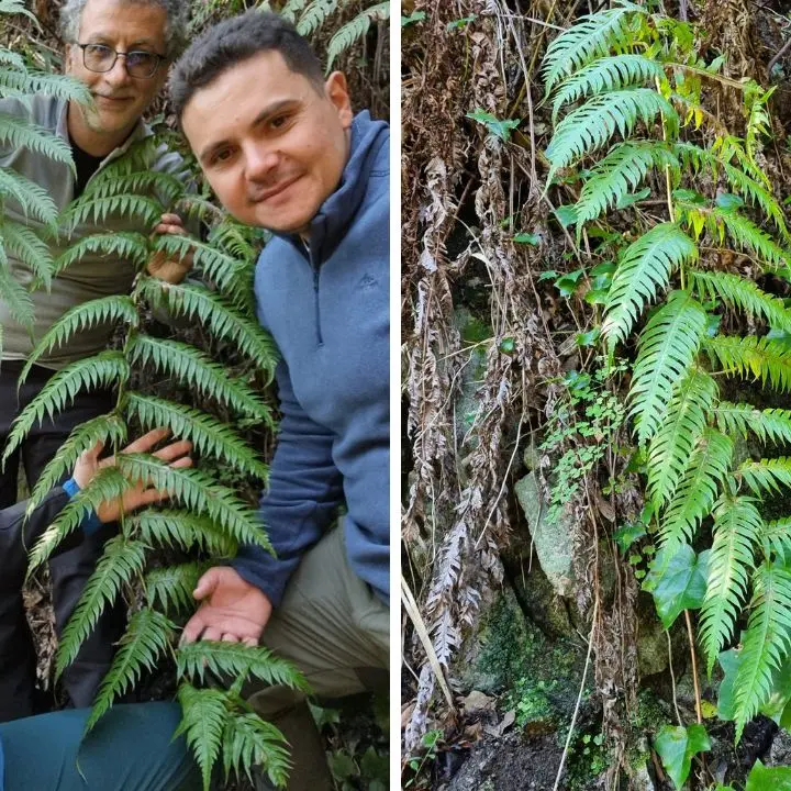 La felce preistorica nei boschi delle Serre e nel Vibonese, gli esperti: «È un fossile vivente» - Video