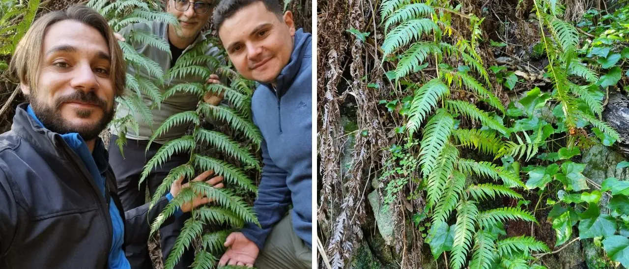 La felce preistorica nei boschi delle Serre e nel Vibonese, gli esperti: «È un fossile vivente» - Video