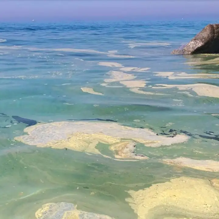 «Mare azzurro a chiazze gialle», la segnalazione dalla spiaggia di Parghelia