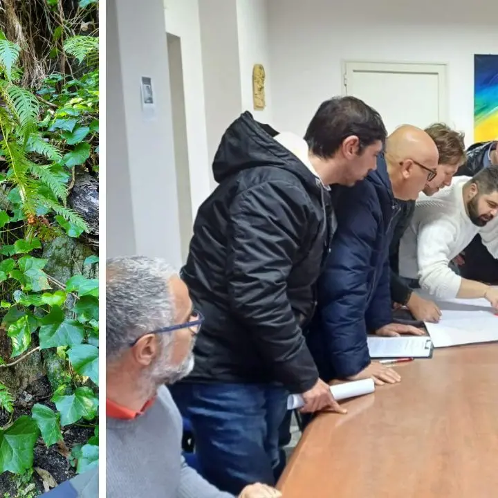 A Polia si lavora per un percorso naturalistico della felce preistorica