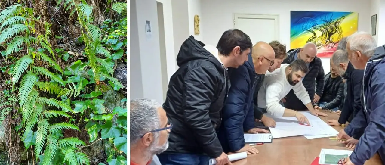 A Polia si lavora per un percorso naturalistico della felce preistorica