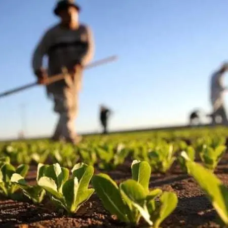 Agricoltura in Calabria: a Jonadi l'incontro sull'antico Biveri di Piano Abate