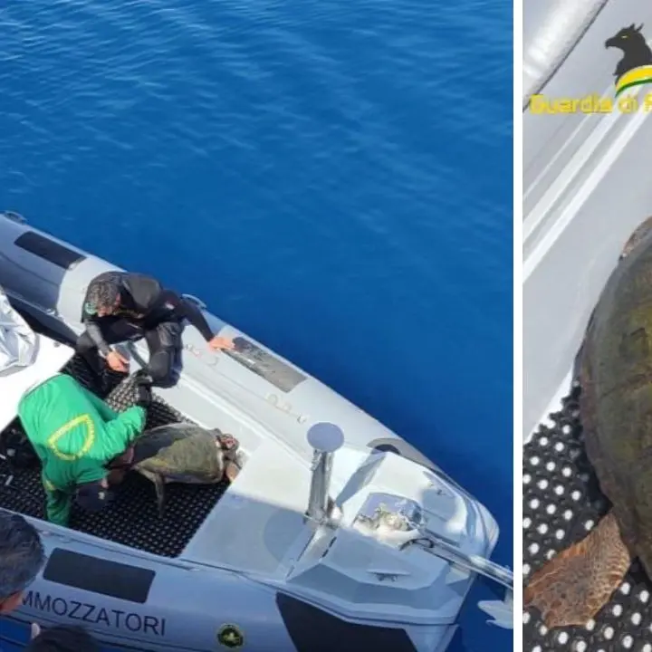 Tartaruga salvata in extremis dai finanzieri durante un pattugliamento al largo di Briatico - VIDEO