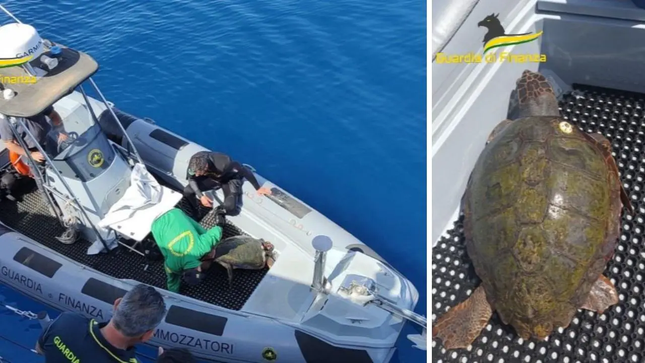 Tartaruga salvata in extremis dai finanzieri durante un pattugliamento al largo di Briatico - VIDEO