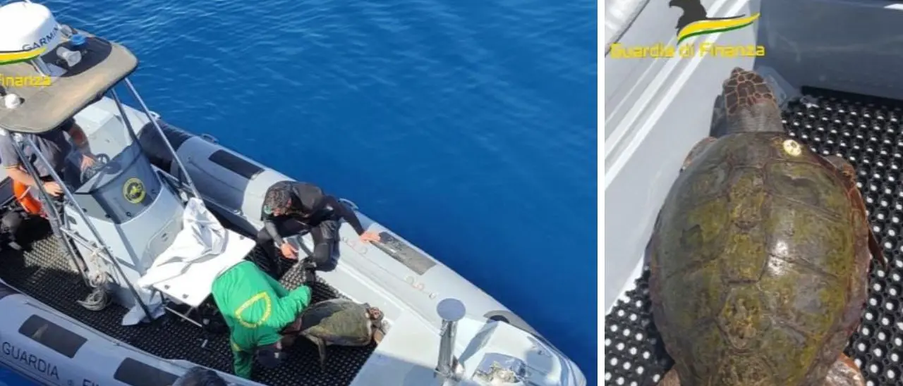Tartaruga salvata in extremis dai finanzieri durante un pattugliamento al largo di Briatico - VIDEO