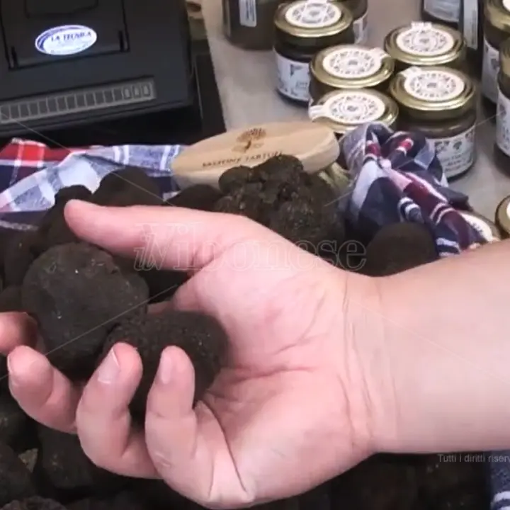 Vibonese terra di tartufi… non solo gelato: il prezioso tubero dimora (non raccolto) nei boschi delle Serre -VIDEO