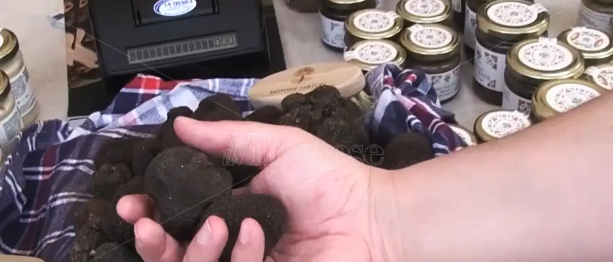 Vibonese terra di tartufi… non solo gelato: il prezioso tubero dimora (non raccolto) nei boschi delle Serre -VIDEO