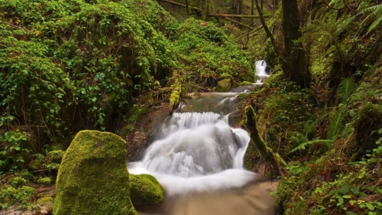 Mongiana, dove i carabinieri difendono la biodiversità delle Serre: la montagna vibonese tutta da scoprire
